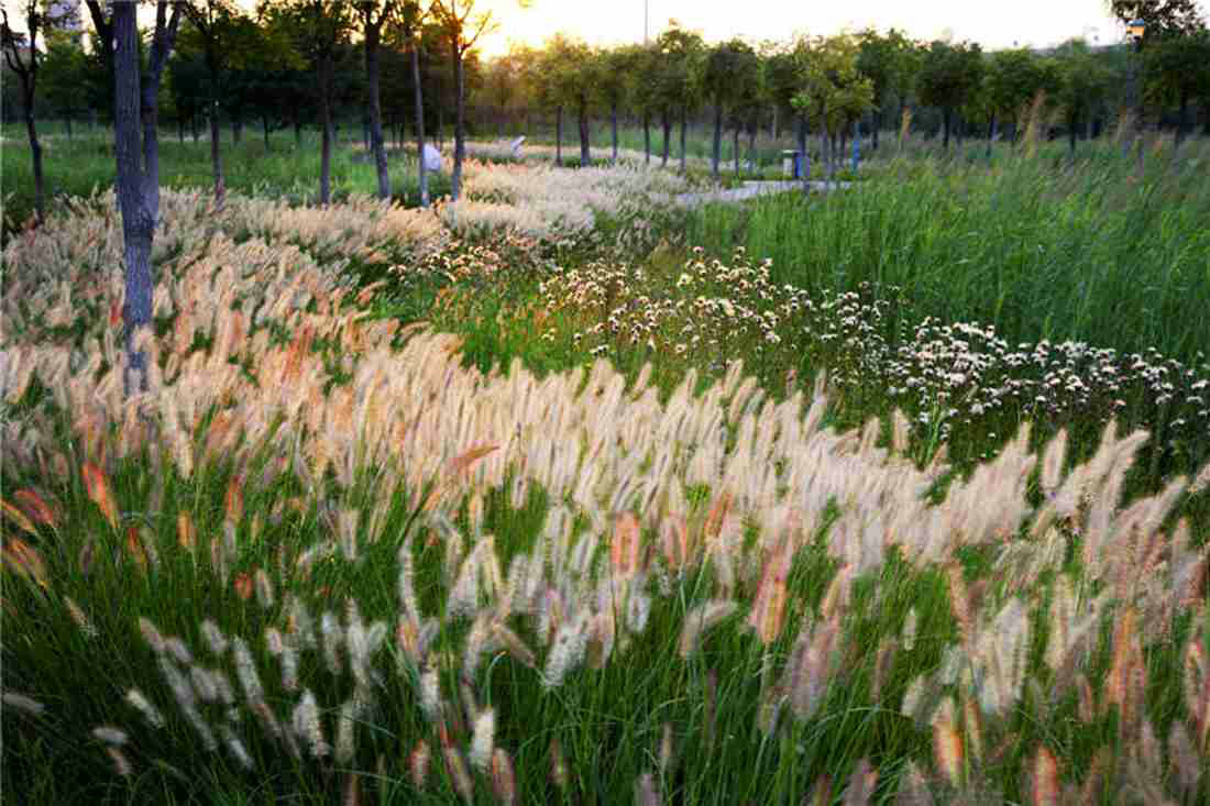 天津桥园，WAQI景观，景观设计,客栈设计,景观规划,旧房改造,住宅景观,住房景观,酒店设计,园林绿化,景观,园林,生态,精品