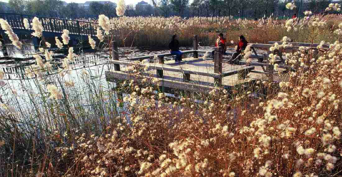 天津桥园，WAQI景观，景观设计,客栈设计,景观规划,旧房改造,住宅景观,住房景观,酒店设计,园林绿化,景观,园林,生态,精品