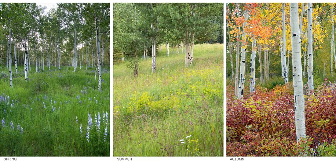 2016 asla  MontaneLandscape_15
