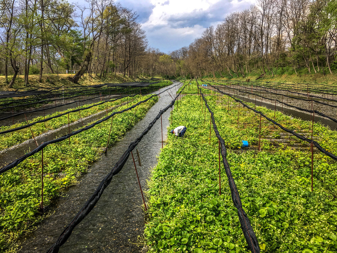 在大王山葵农场体验不一样的农场 田园综合体 乡村旅游规划 生态农场设计 田园综合体规划 营地教育规划设计 王和祁设计事务所